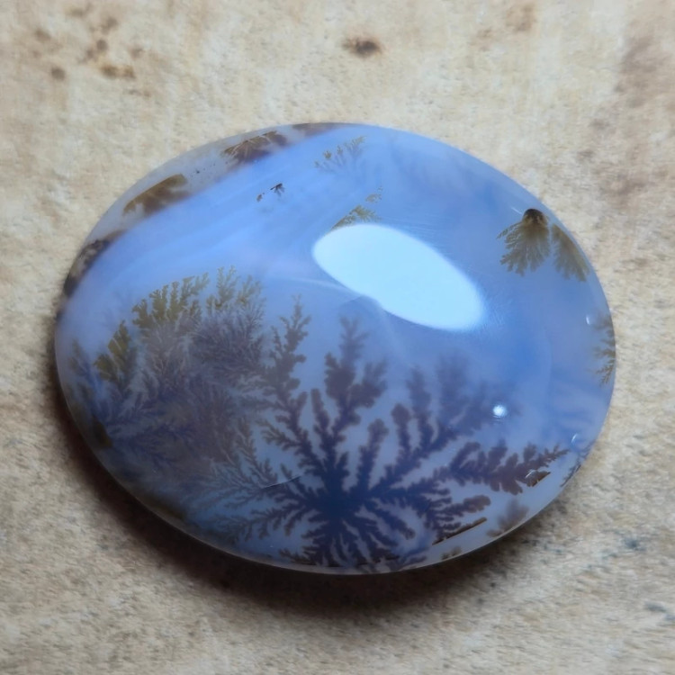 شجر قائن سایز بزرگ
