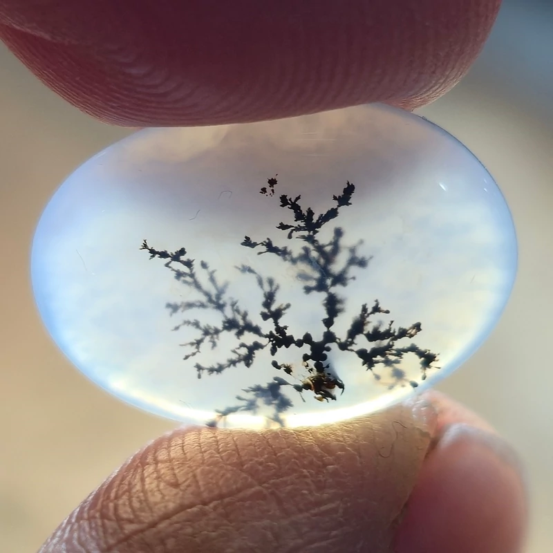 تصویر شجر قائن. 