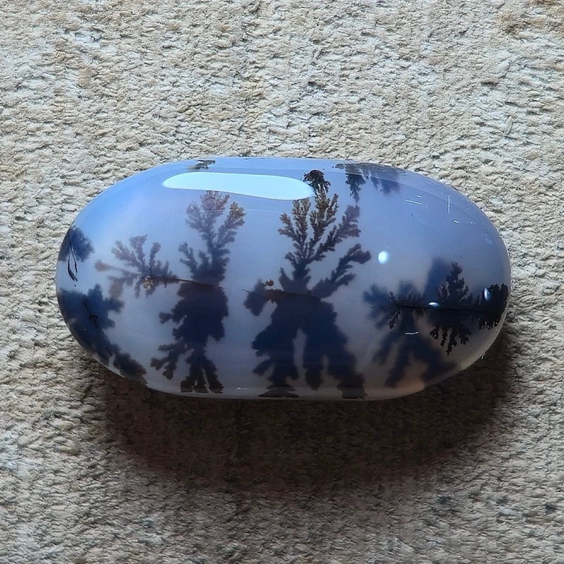 تصویر شجر قائن گل مشکی زیبا خاص 