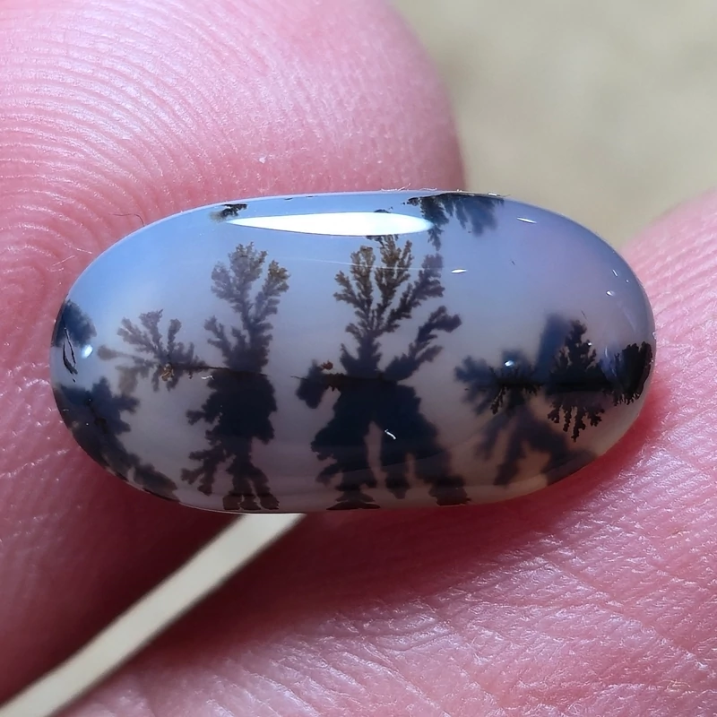 تصویر شجر قائن گل مشکی زیبا خاص 