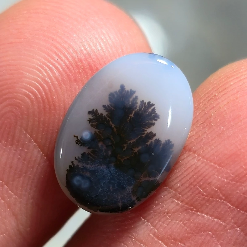 تصویر شجر قائن گل مشکی 