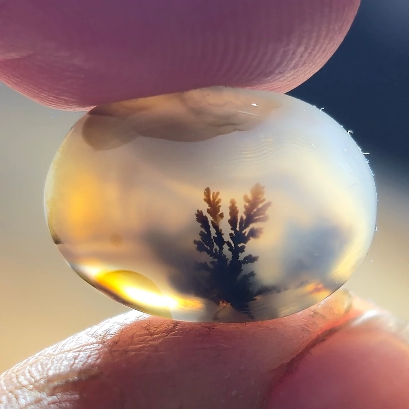 تصویر شجر قائن زیبا خاص. 