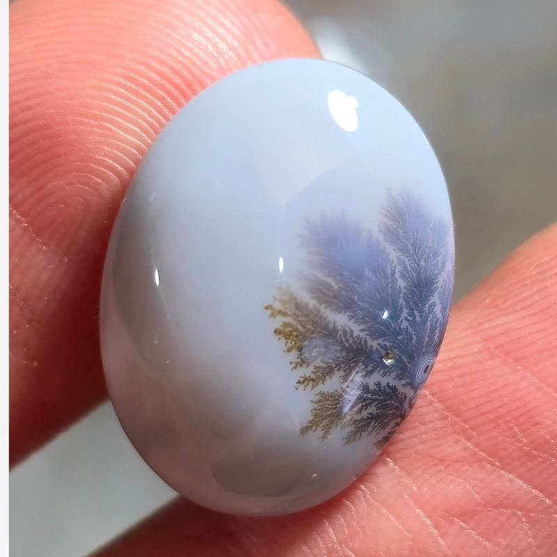 تصویر شجر قائنات 