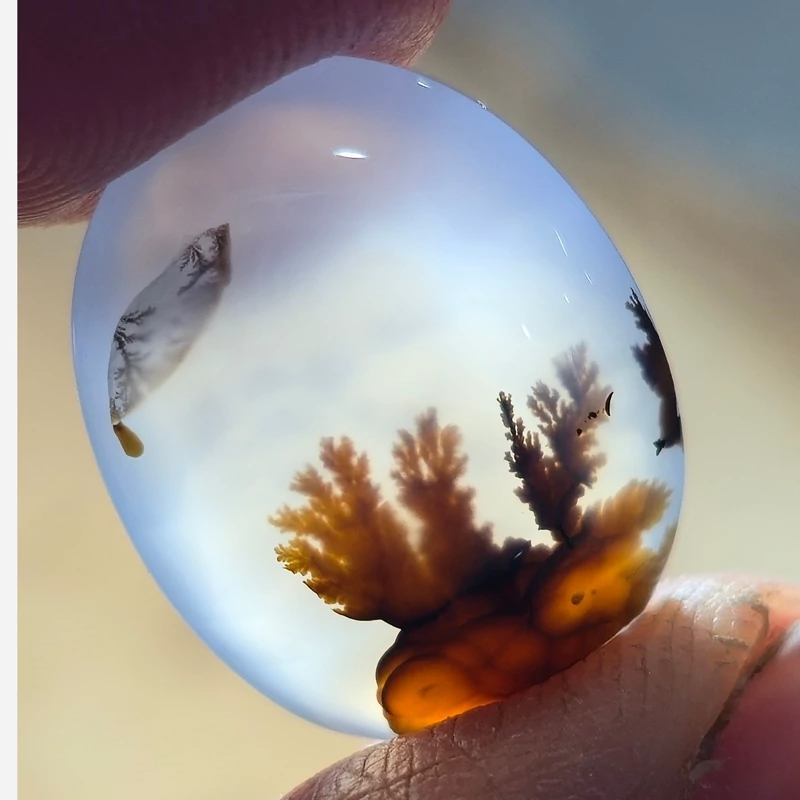 تصویر شجر قائن خاص زیبا 