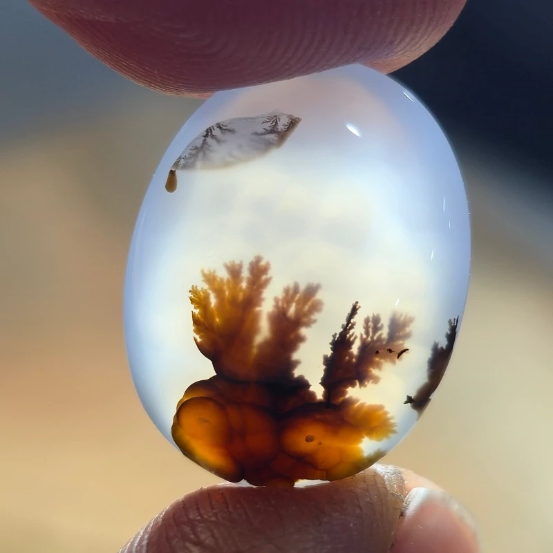 تصویر شجر قائن خاص زیبا 