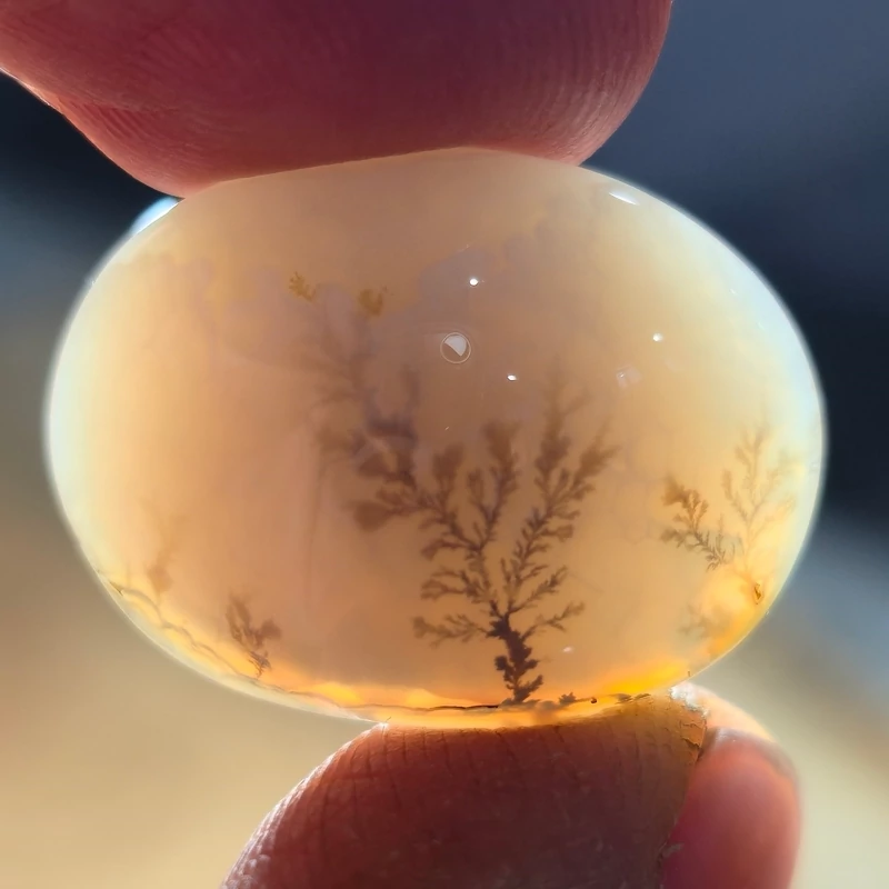 تصویر شجر قائن قواره دار 