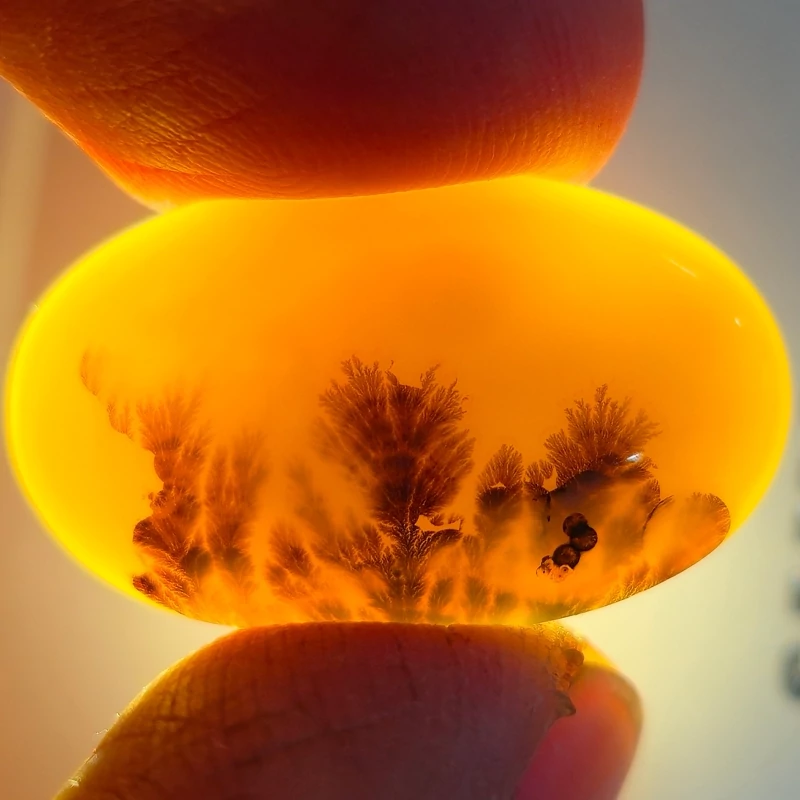 تصویر شجر قائن 