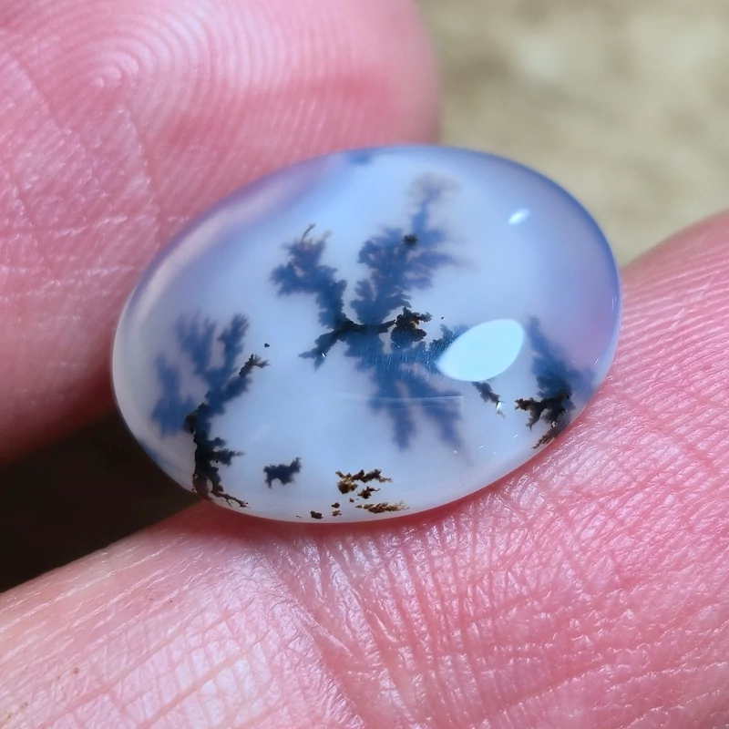 تصویر شجر قائن خاص زیبا 